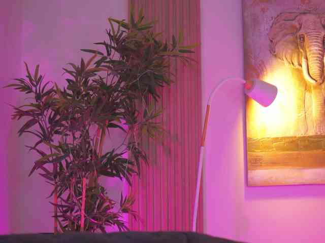 BlackCloverX webcam