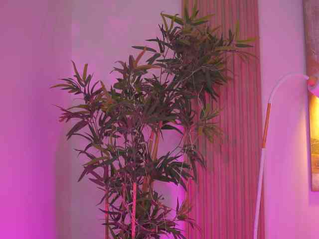 BlackCloverX
