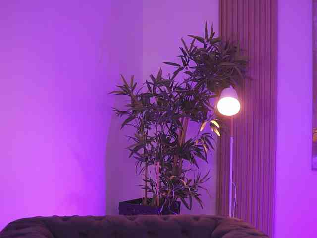 BlackCloverX webcam