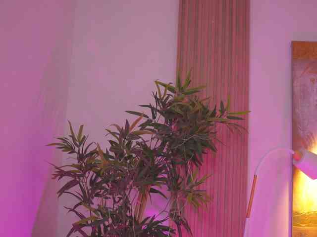 BlackCloverX