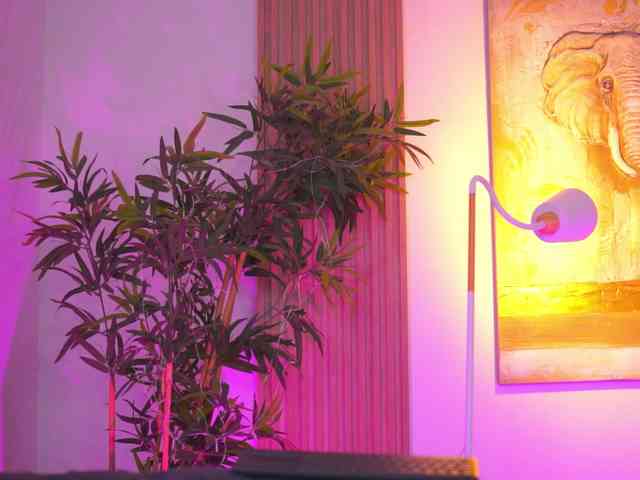 BlackCloverX webcam