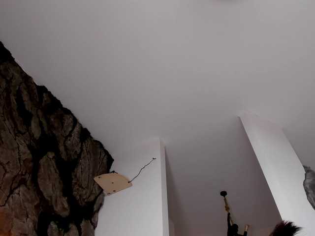 bansheescreams live cam on BongaCams