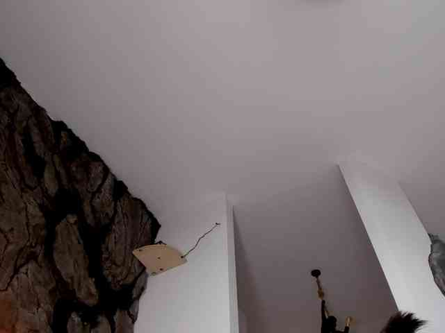 bansheescreams webcam