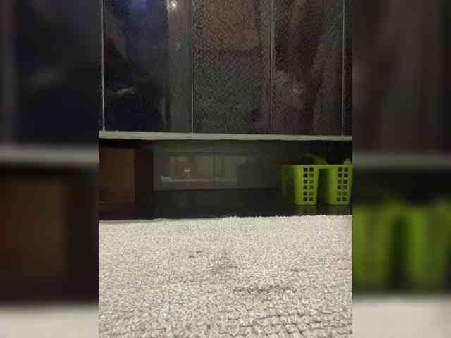 Mokraia-pisia333 webcam