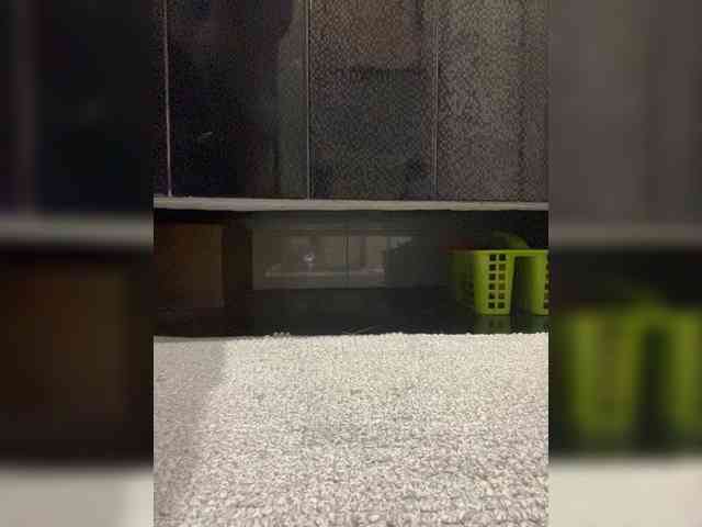 Mokraia-pisia333 webcam