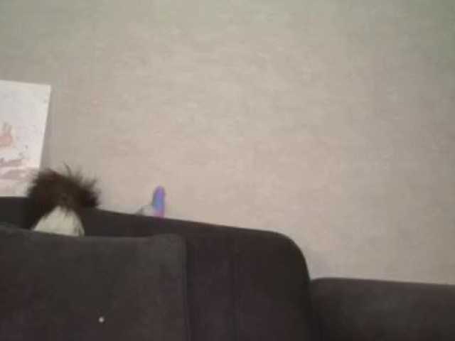 PurrfectChaosss