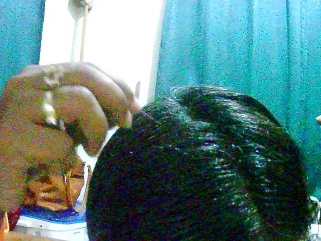 Anshia