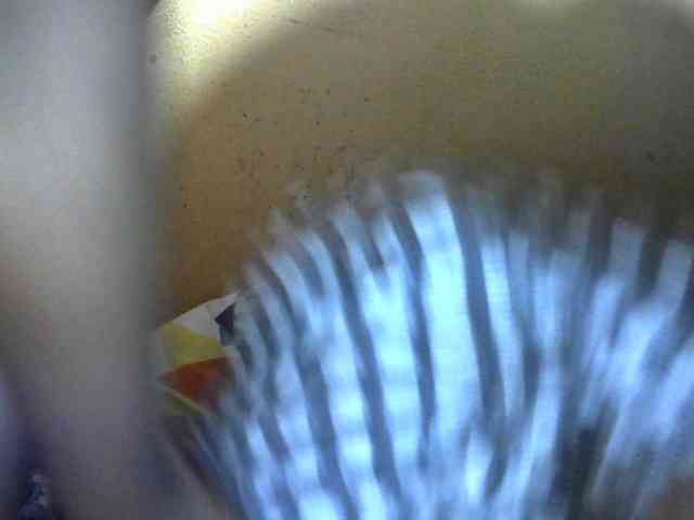 Sandiesexy webcam