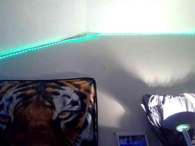 Springer007 webcam