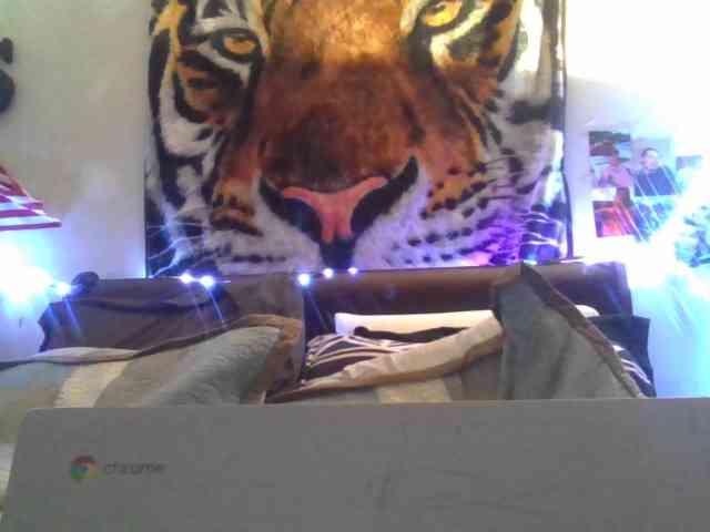 Springer007 webcam