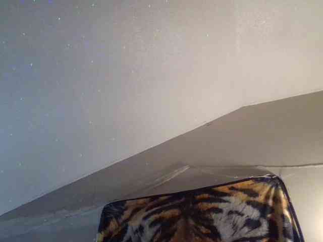 Springer007 webcam