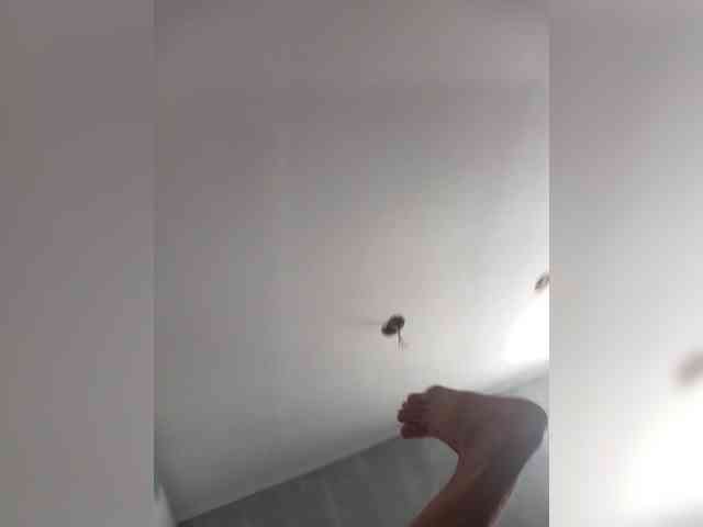 Nelegal2