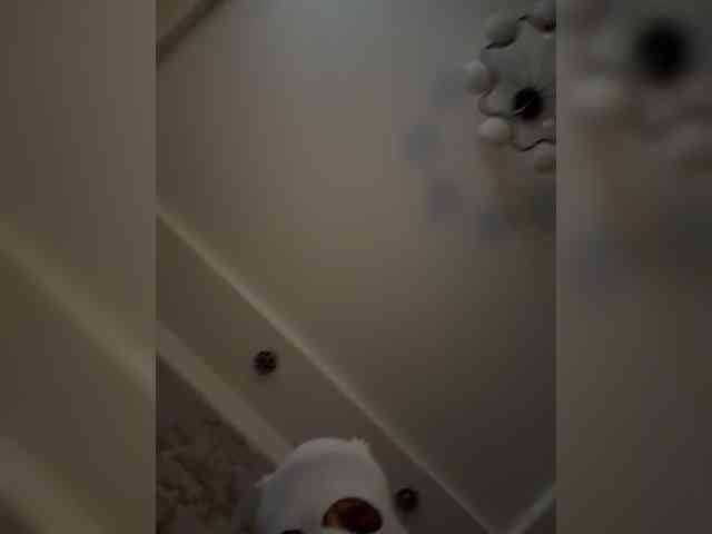 ChaseMePlease webcam