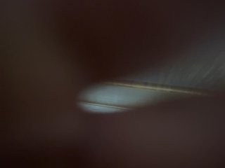 Orex01 Porn Show