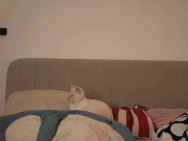 Dallassss webcam