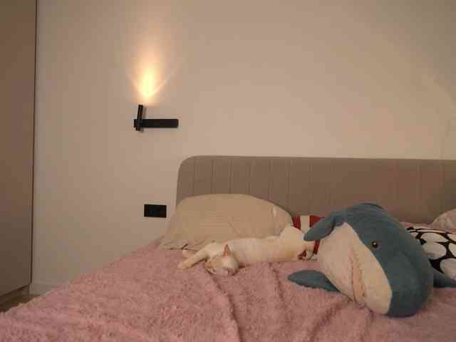 Dallassss webcam
