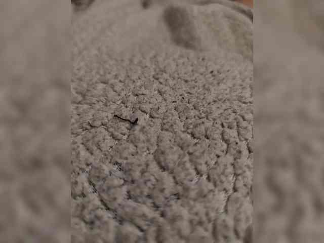 gorda4545 Live Webcam on BongaCams