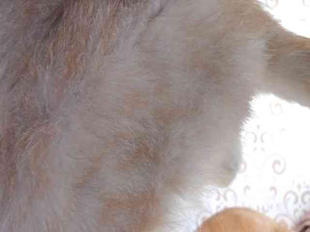 BirdieChuyangher webcam