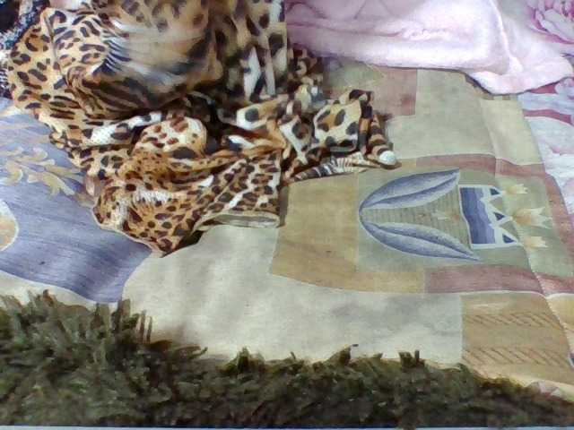 Elysa7 live cam on BongaCams