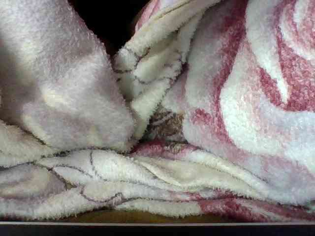 Elysa7 webcam