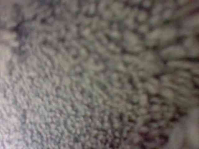 Elysa7 webcam