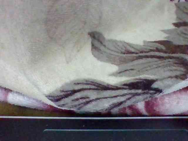 Elysa7 webcam