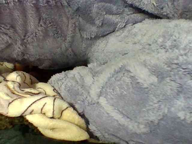Elysa7 webcam