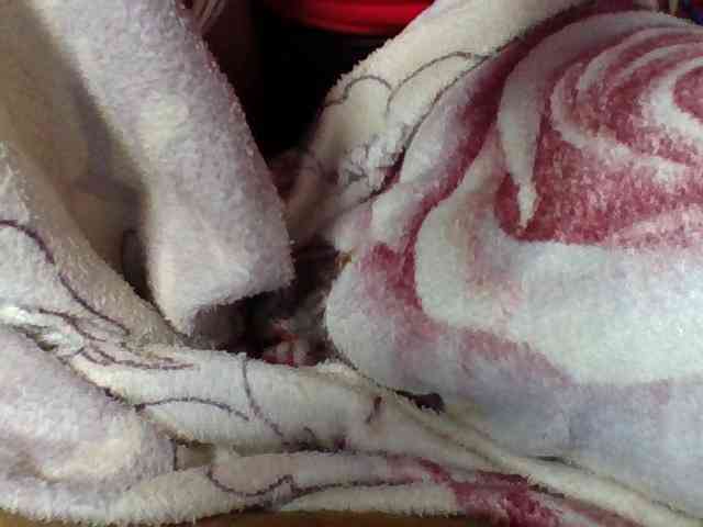 Elysa7 webcam
