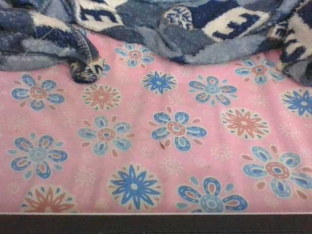Lyah7a