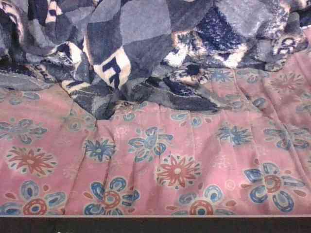 Lyah7a webcam