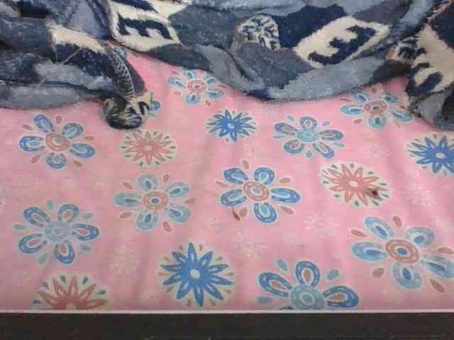 Lyah7a