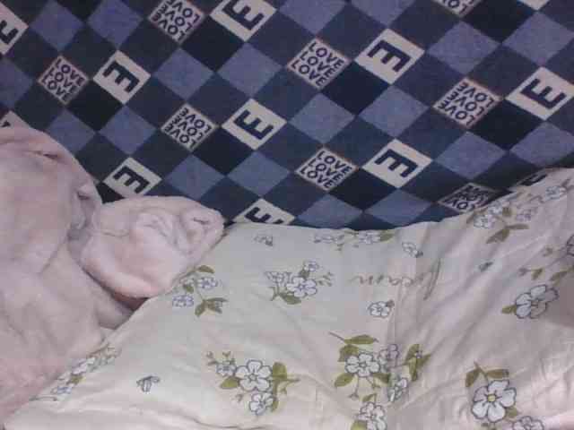 Lyah7a webcam