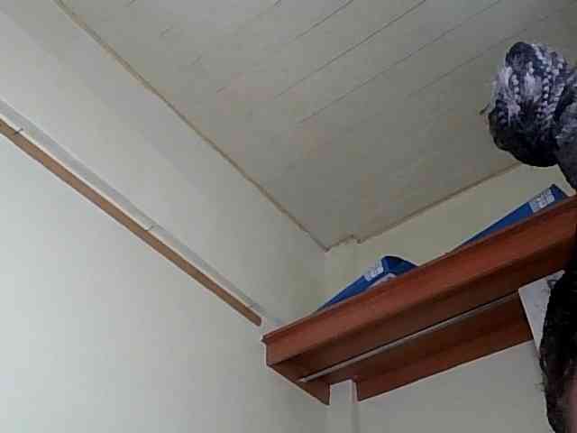 HornyCleo webcam