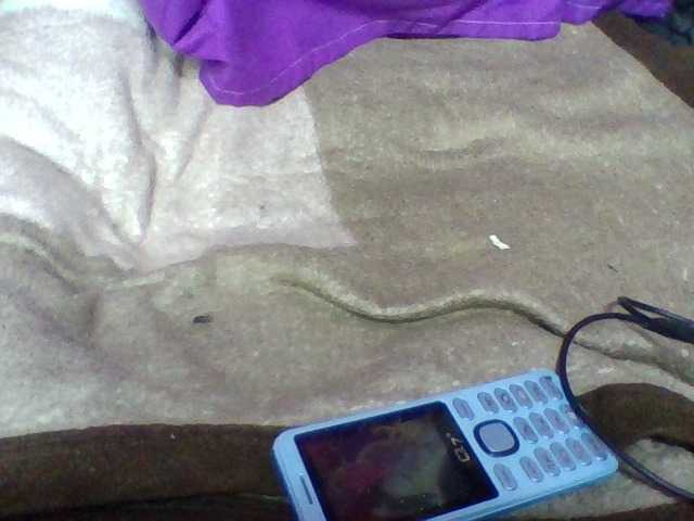 Elyah1a