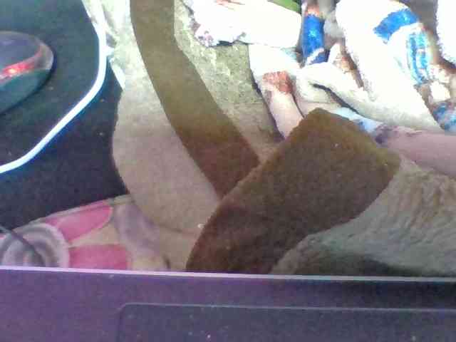 Elyah1a webcam