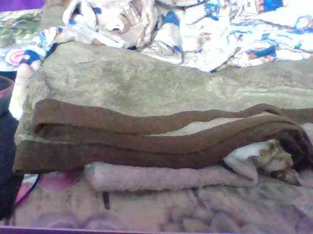 Elyah1a webcam