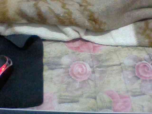 Elyah1a webcam
