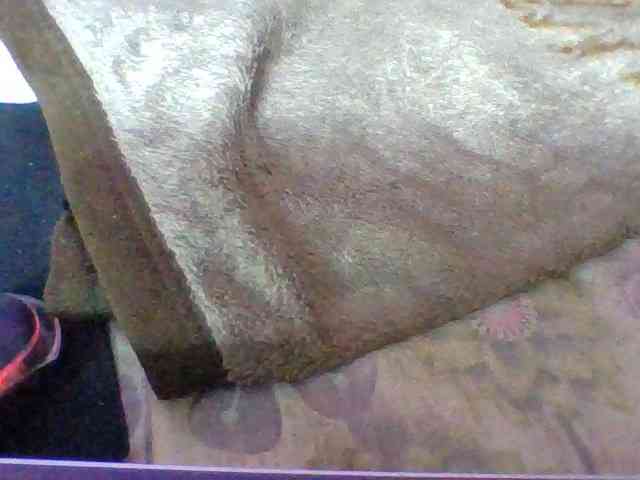 Elyah1a