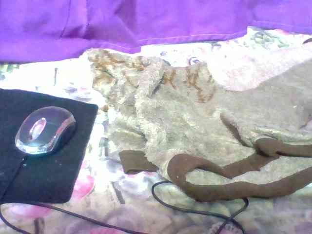Elyah1a webcam