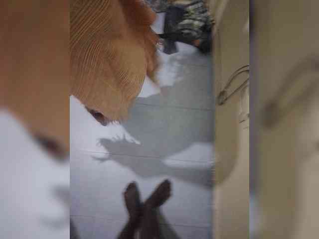 yobrakodek9-Tatsih webcam