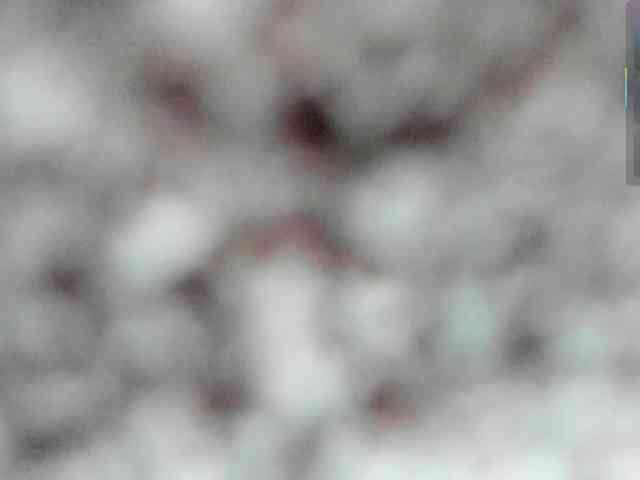 Shady-bug webcam