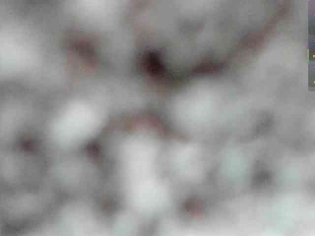 Shady-bug webcam