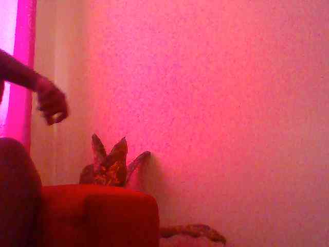 Red_ruby3 webcam