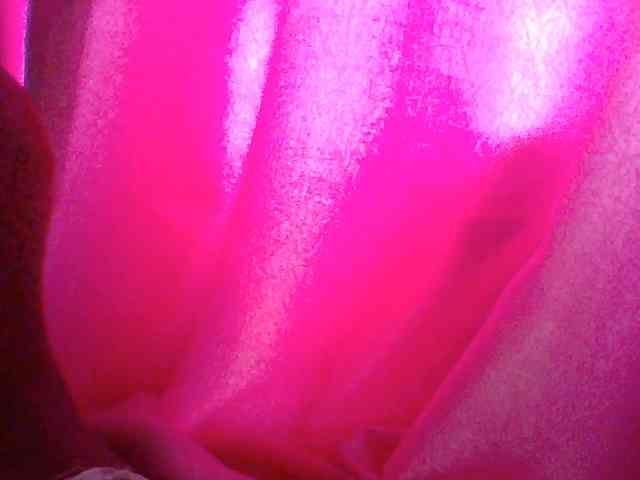 Harujuku webcam