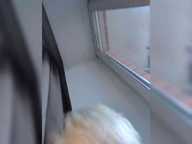 Atamansha webcam