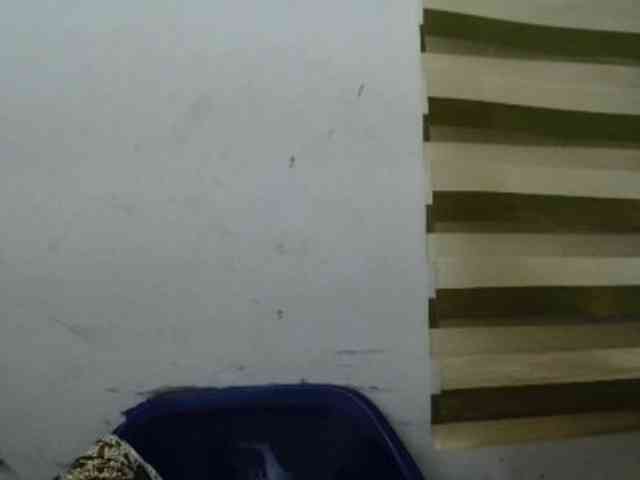 Cupcakex webcam