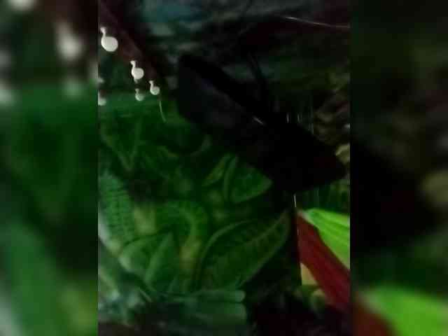 Suseennaa webcam