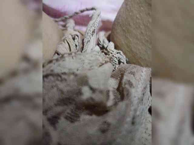 VeronicaHotts webcam