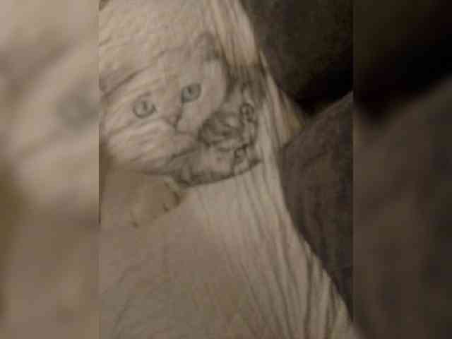 Milfa-M webcam