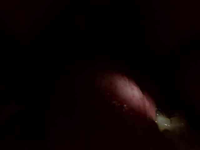 IsabellaSummer webcam